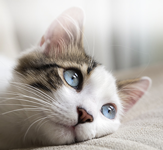 Katze mit blauen Augen auf Kissen
